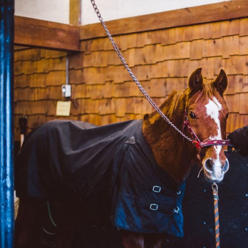 Horse wearing coat