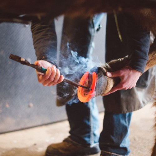 EM Farrier hot shoe fitting