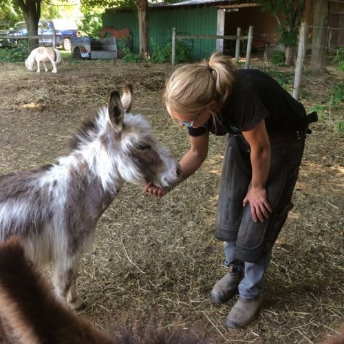 EM Farrier donkey