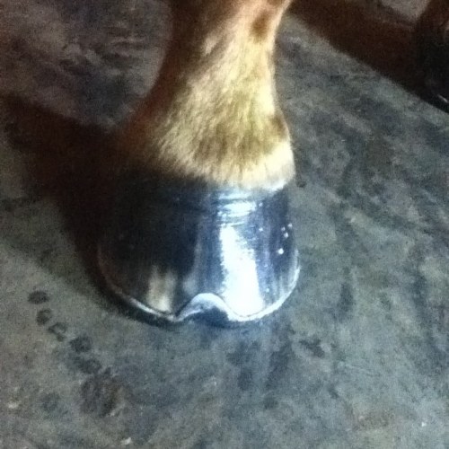 EM Farrier hoof