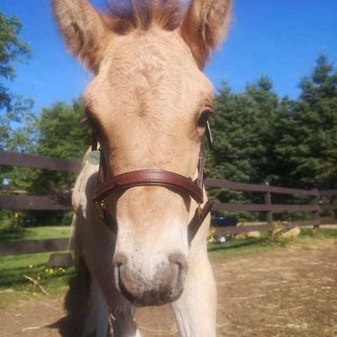 horse close up